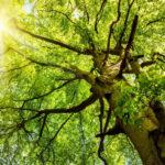 Within a tree looking up