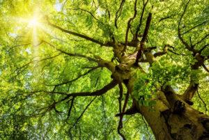 Within a tree looking up