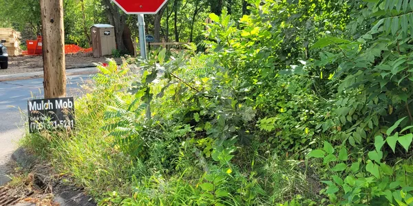 Corner stop sign and shrubs