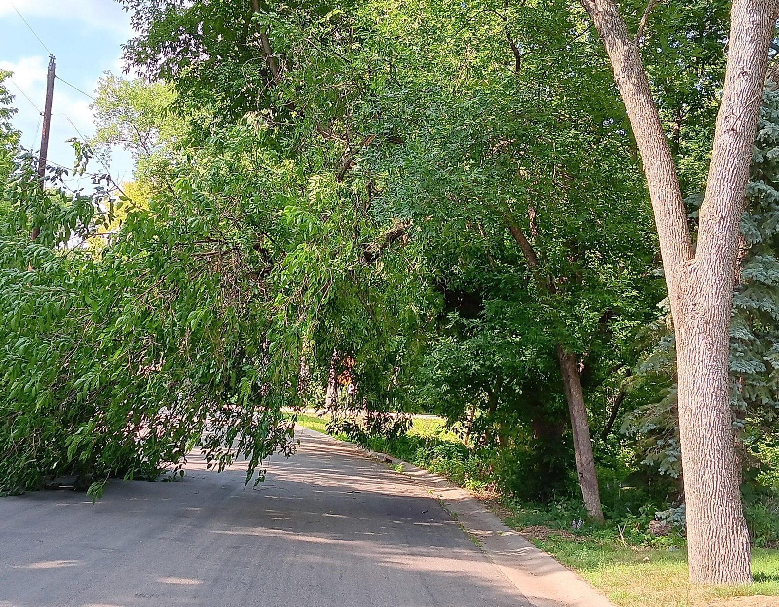 wedgewood drive tree