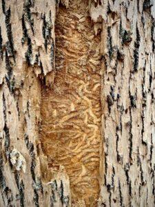 infected ash tree