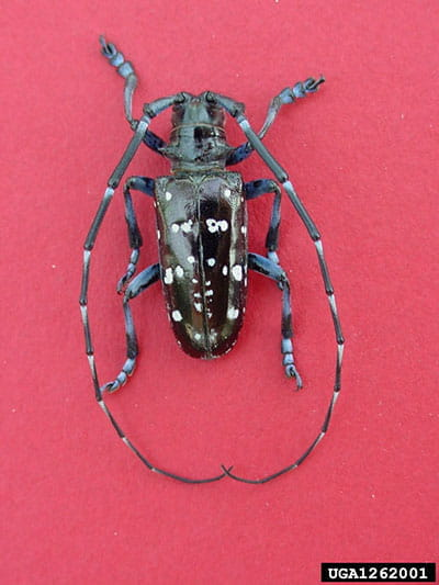 Asian Longhorned Beetle