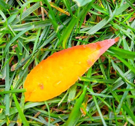 Leaf