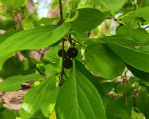 Buckthorn