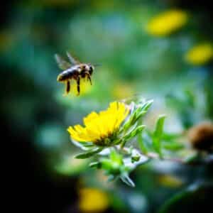 yellow bee near yellow flower