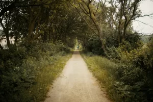 a person riding a bicycle on a dirt road surrounded by trees