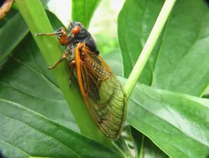 cicada, insect, bug