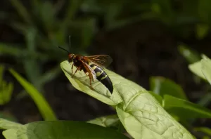 sphecius speciosus, insect, bee