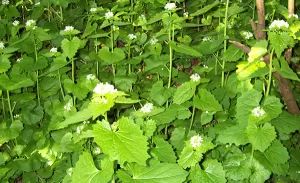 Invasive Garlic Mustard