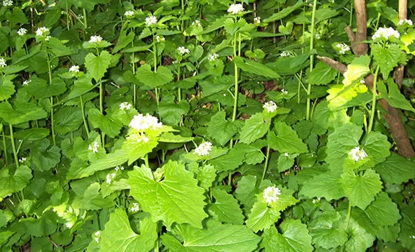 Garlic Mustard
