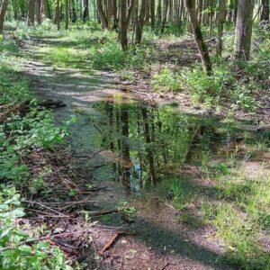 Shorewood parks decline