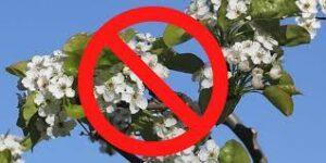 Beware the Bradford Pear