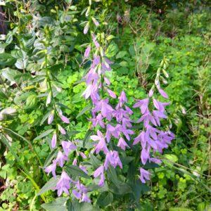 Invasive Purple Bellflower