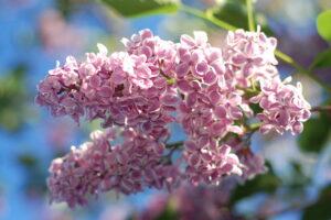 What happened to the lilacs?