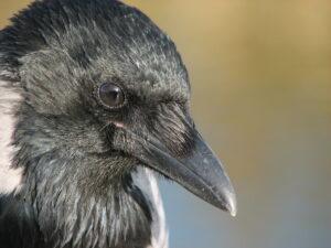 Crows know who you are