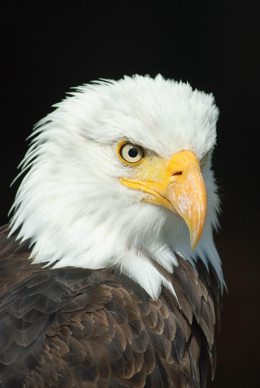 head, bird, bald eagle