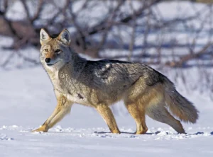 Suburban Coyote