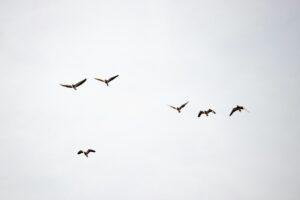 flock of birds flying under white clouds during daytime