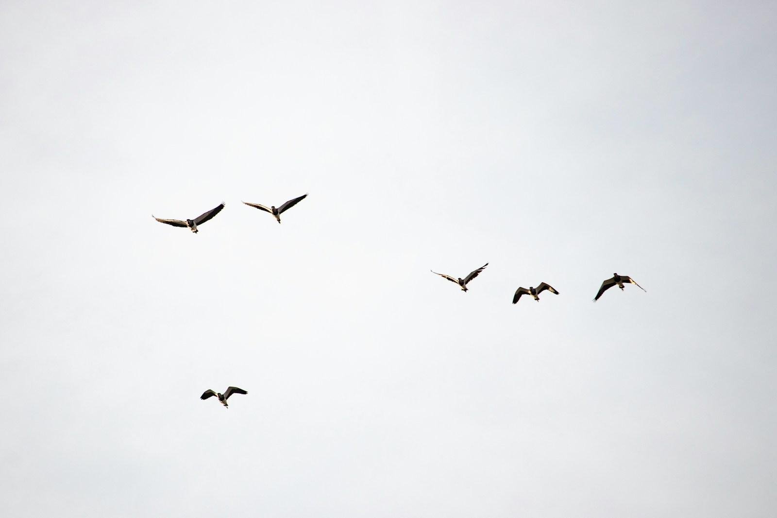 flock of birds flying under white clouds during daytime