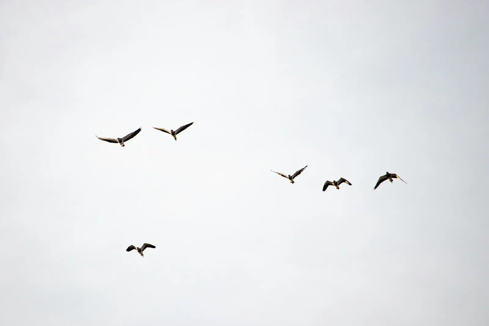 flock of birds flying under white clouds during daytime