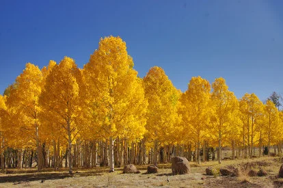 Pando
