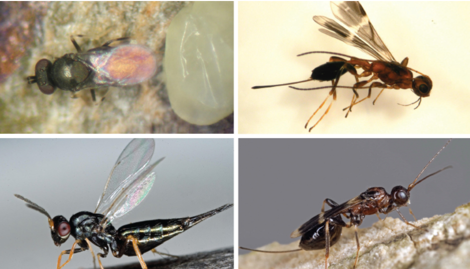 Wasps