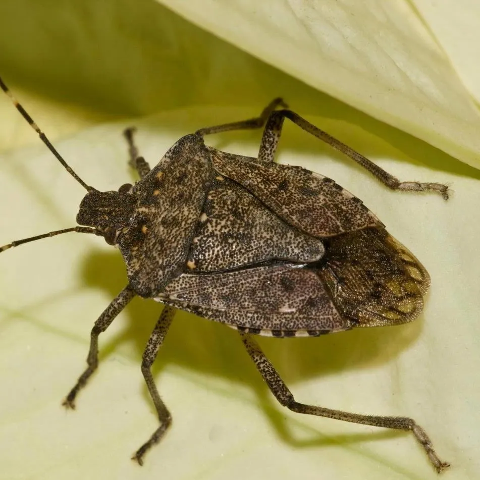 stink bug