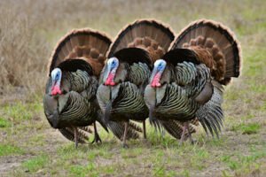 three turkeys