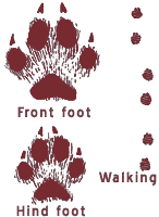 fox footprints