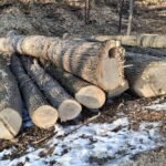 Staged ash trees