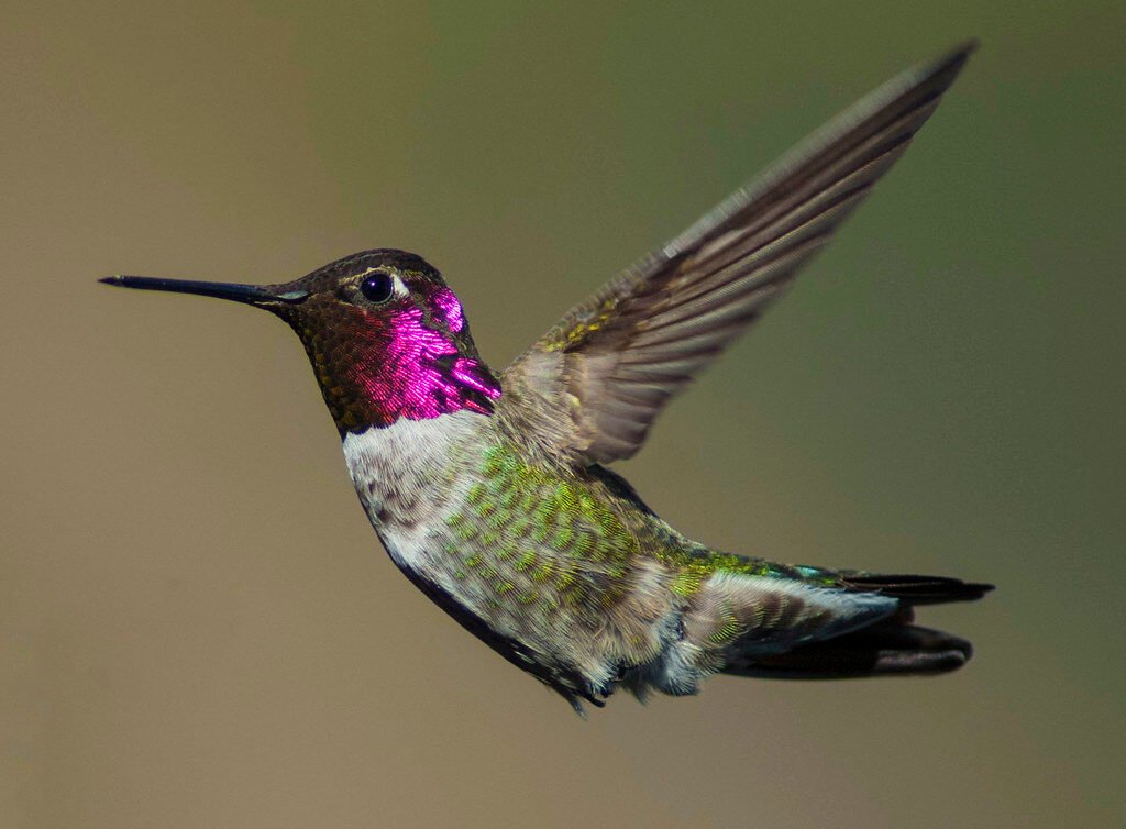 hummingbird