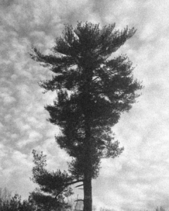 eastern pine BW