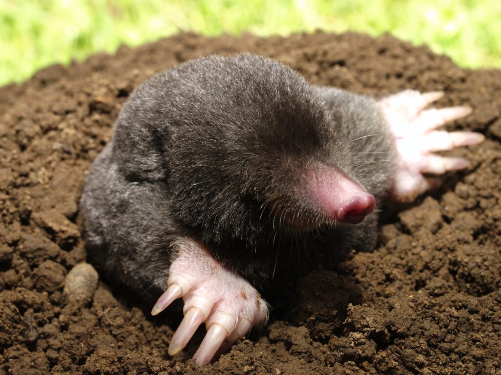 Eastern Mole