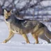 Suburban Coyote