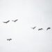 flock of birds flying under white clouds during daytime