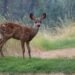 brown deer standing on green grass field