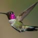 hummingbird