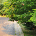 Shorewood Street