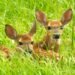 brown deer on green grass during daytime