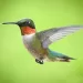 green and brown humming bird flying