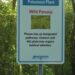 Wild Parsnip